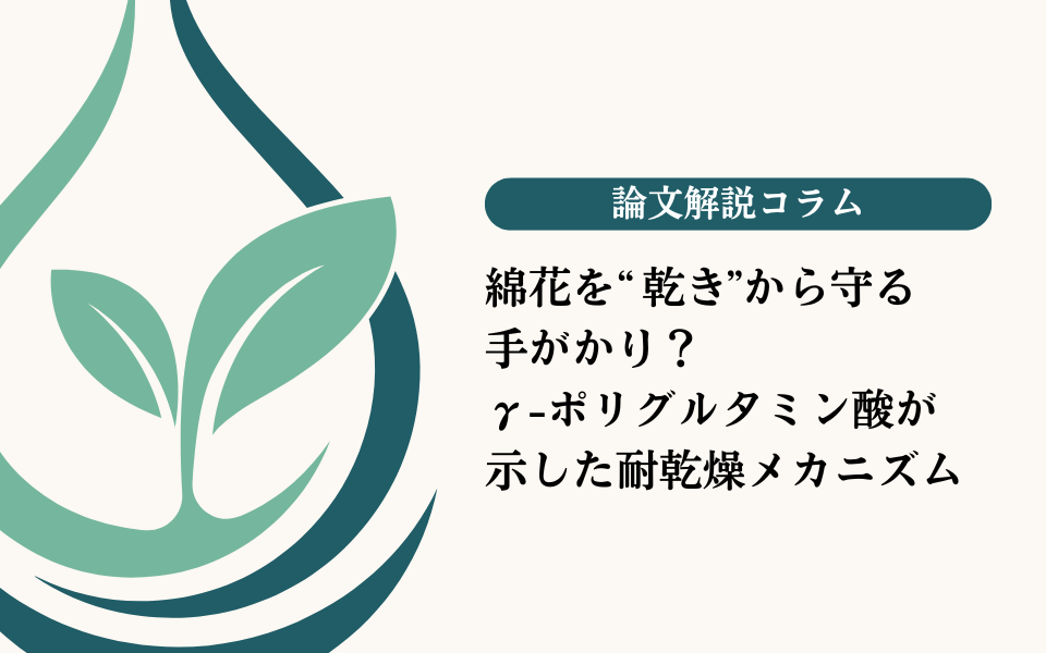 綿花を“乾き”から守る手がかり？γ-ポリグルタミン酸が示した耐乾燥メカニズム