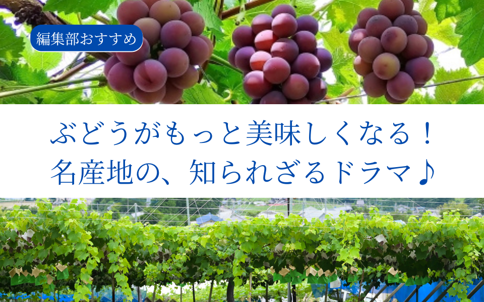 ぶどうがもっと美味しくなる！日本の3大産地、知られざるドラマ