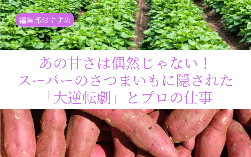 あの甘さは偶然じゃない！スーパーのさつまいもに隠された「大逆転劇」とプロの仕事
