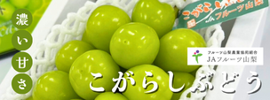 JAフルーツ山梨_こがらしぶどう