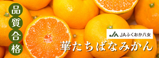 JAふくおか八女_華たちばなみかん